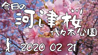 【さんぽ】河津桜の満開度チェック in 代々木公園2020/02/21(Checking the full bloom of Kawazu Sakura in Yoyogi Park)