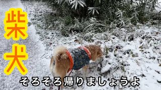 散歩中に吹雪いてきたので、急いで撤収しました。