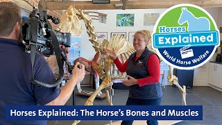 Horses Explained: The Horse’s Bones and Muscles