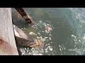 goliath grouper fishing at sebastian