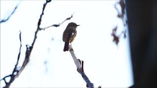 ジョウビタキの二つの鳴き声