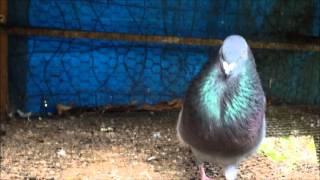 Blue Bar Cuban Pouter 1/08/2016