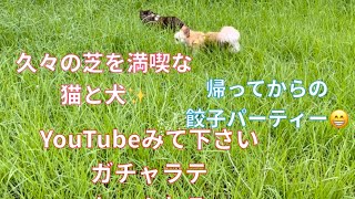 73[ペットと散歩]久々に昼間に公園を満喫🤩からの〜餃子パーティー🎉🥟🥟見逃さないで😎#ペット#満喫#餃子