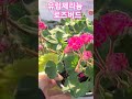 헬로우가든마켓 유럽제라늄 로즈버드