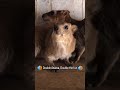 🔊double awawa double the fun🔊 hyrax funny trending animallover cute animals wildlife