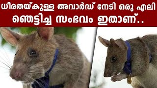 ഈ എലി ആളൊരു പുലി തന്നെ | Oneindia Malayalam