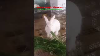 Rabbit feeding#Rabbit farming#bunny care#farm house#bunny#Rabbit farm near me