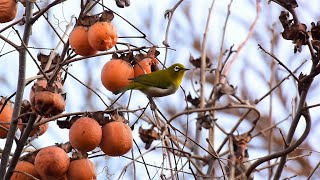 柿とメジロ / persimmon and white-eye