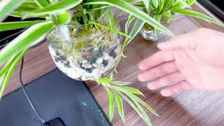 The Plantmaniacs Spider Plant