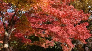 高岡古城公園 紅葉 2024.11.24