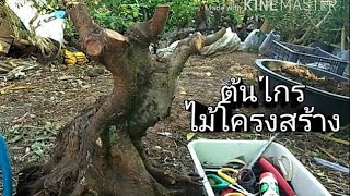 ขุดต้นไกร ไม้จัดรากในสวน