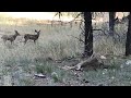 The Arizona Game and Fish Department rescues a deer caught in a wire fencing