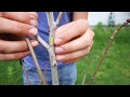 This Simple and FREE Test Tells You If Your Fruit Tree is Dead or Dormant