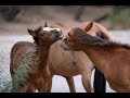 Wild Colts Playing - Salt River Wild Horses