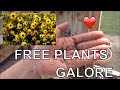 Goldstrum Rudbeckia Black Eyed Susan  Self Seeded - Free Plants