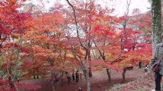 最上山公園 もみじ山