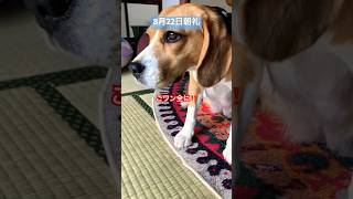 8月22日の朝礼に参加するビーグル犬#犬#dog