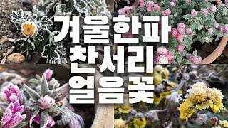 가드닝. 추위에 강한 겨울꽃. 월동 잘 되는 꽃. 겨울풍경 노래. Gardening.Winter Flowers. Winter songs. Zipcock. Healing music.