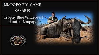 Blue Wildebeest hunt Limpopo