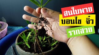 บอนไซ : บอนไซจิ๋ว... รากสวย | Bonsai 011