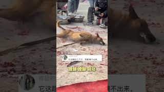 狗狗在横店剧组当演员，拍死亡戏两腿一蹬太逼真，网友：狗都能赚钱养活自己了。