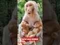 BEGINILAH KALAU DAPAT ANAK KEMBAR #comel