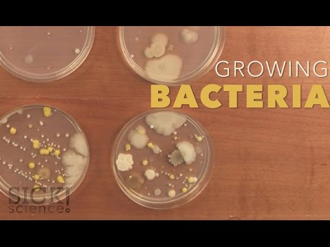 Growing Bacteria - Sick Science! #210 Growing Bacteria - Sick Science! #210