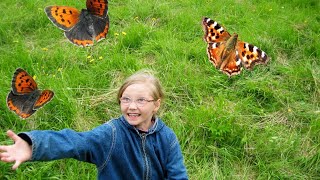 तितलियों के बारे में 15 रोचक तथ्य।। 15 Interesting Facts About Butterfly