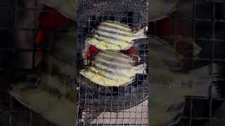 カゴカキダイを焼いてみた🔥I tried grilling basket oysterfish🔥#asmr  #カゴカキダイ #basket oysterfish