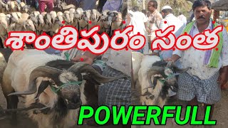 శాంతిపురం గొర్రెలు సంత  Every Sunday 24-03-2024