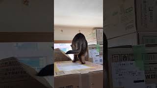 ネコ動画あび#4560　#shorts　#あび #ねこ #ネコのあび #猫動画