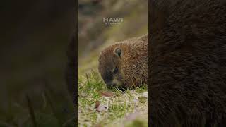 Adorable Marmot Feasting on the Ground: Nature's Delight | 4K