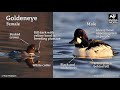 identifying diving ducks