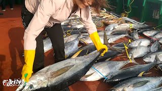 Stasiun ketujuh penangkapan ikan di laut dalam menangkap lebih dari 3.000 kucing.