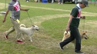 北海道犬協会　岩手支部展覧会成犬第一牝組　比較審査  NO.1