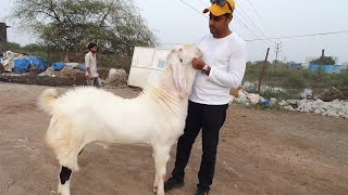 Top Sojat Breeder At Unique Goat Farm Uran.