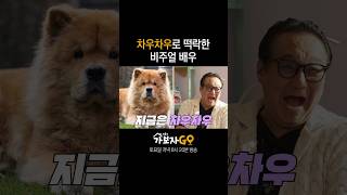 차우차우로 떡락한 비주얼 배우 | 가보자GO2