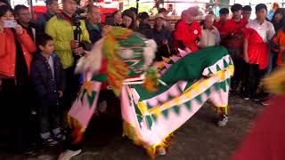 20200126 芎林鄭家金獅團 初二祭祖打獅表演