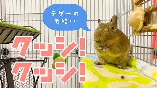 【クシクシ】デグーのかわいすぎる毛繕いの一部始終を撮った！