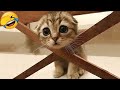 Funniest Animals 2024 😂 Best Funny Cats and Dogs 😻🐶 Part 18