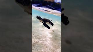 Cute baby turtle sea tour#shorts #shortvideo #shortfeed #trending #trendingshorts #viralvideo #video