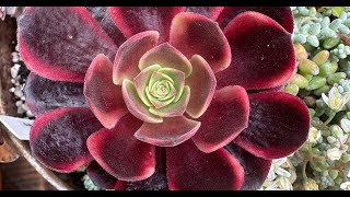 Aeonium Mardi Gras: A Festive Succulent For Easy Care