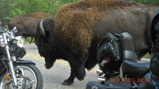 Bison Stampede at Custer State Park
