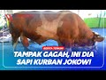 TIBA DI SOLO‼️ INI PENAMPAKAN SAPI KURBAN PRESIDEN JOKOWI - WASPADA NEWS TV