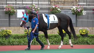 マイネルホイッスル パドック 単独撮影 2021/6/13 中京競馬場 12R 3歳以上1勝クラス