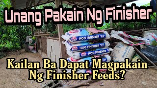 KAILAN DAPAT MAGPAKAIN NG FINISHER FEEDS SA MGA BABOY - ANG UNANG PAKAIN NG ULTRAPAK FINISHER FEEDS