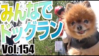 ビームのお散歩日記Vol.154：みんなでドッグラン／ポメラニアン