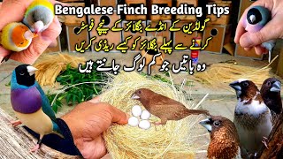 Bengalese Society Finch Breeding Tips || Bengalese Finch Male and Female || Society Finch Singing