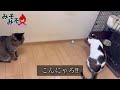 電動自動走行ボールで猫と遊んでみた