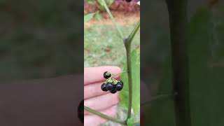 Black Nightshade berries. #shorts